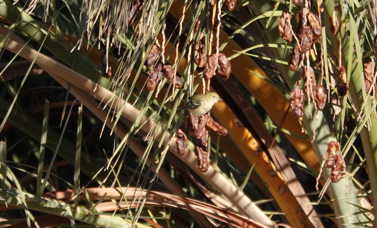 Пісняр-лісовик каштановий - ML646726296