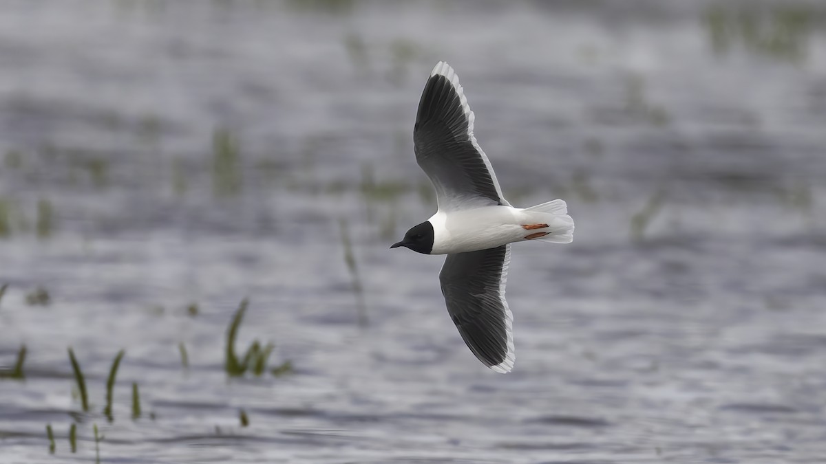 Zwergmöwe - ML646726297