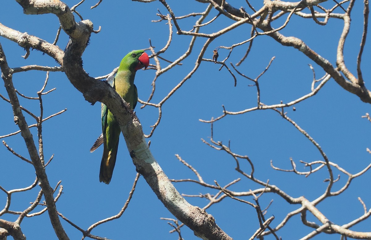 Большеклювый попугай - ML646726300