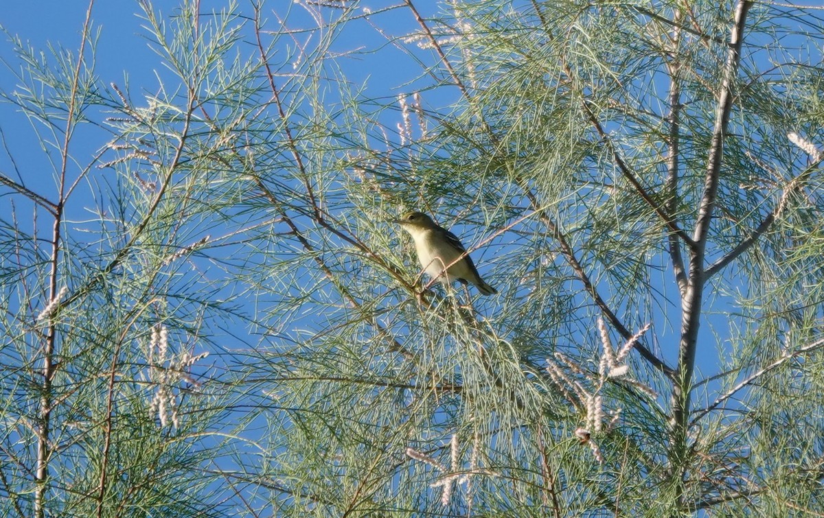 Пісняр-лісовик каштановий - ML646726301