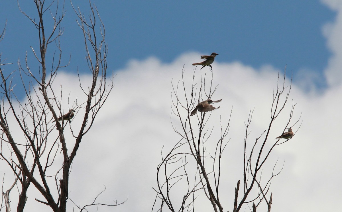 Kalın Gagalı Tiran - ML646726302