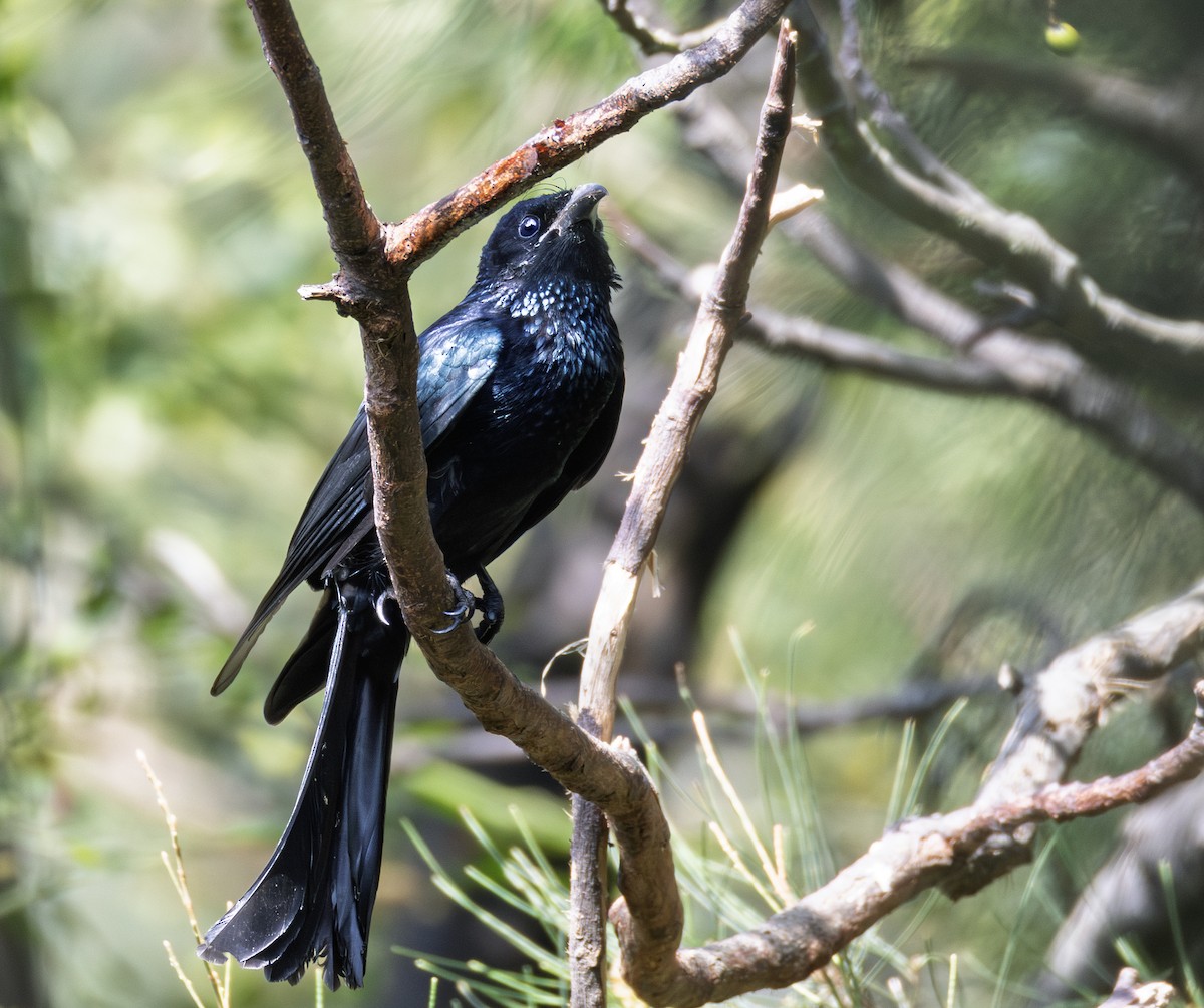 Hair-crested Drongo - ML646726303