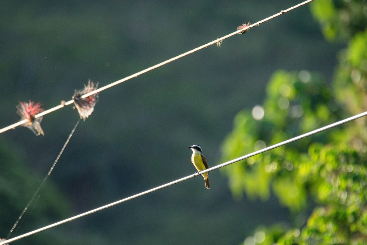 Social Flycatcher - ML646726304