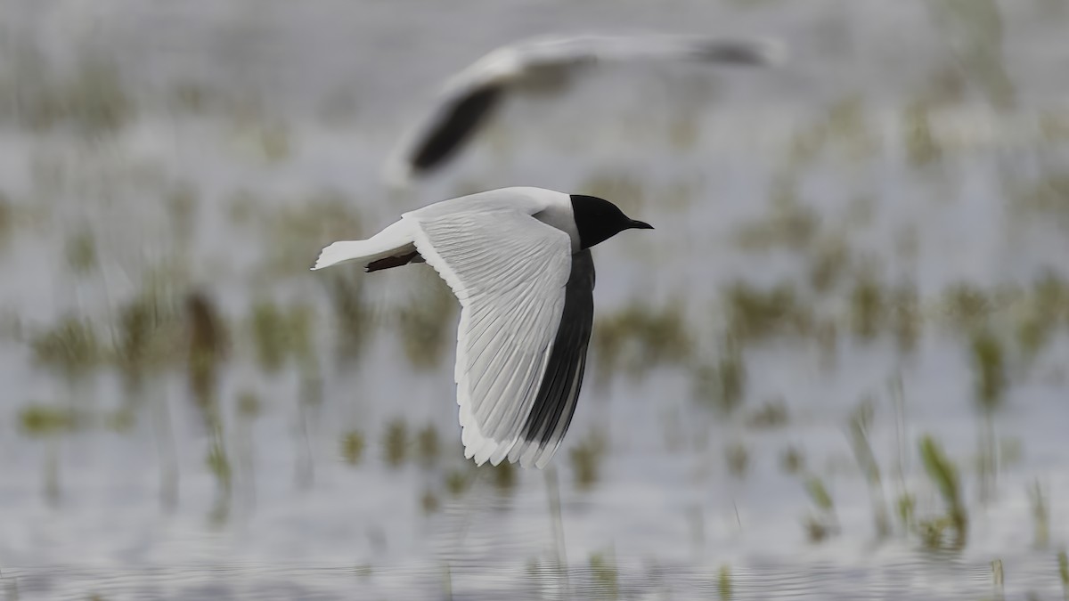 Zwergmöwe - ML646726305