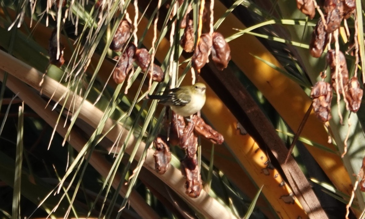 Пісняр-лісовик каштановий - ML646726306