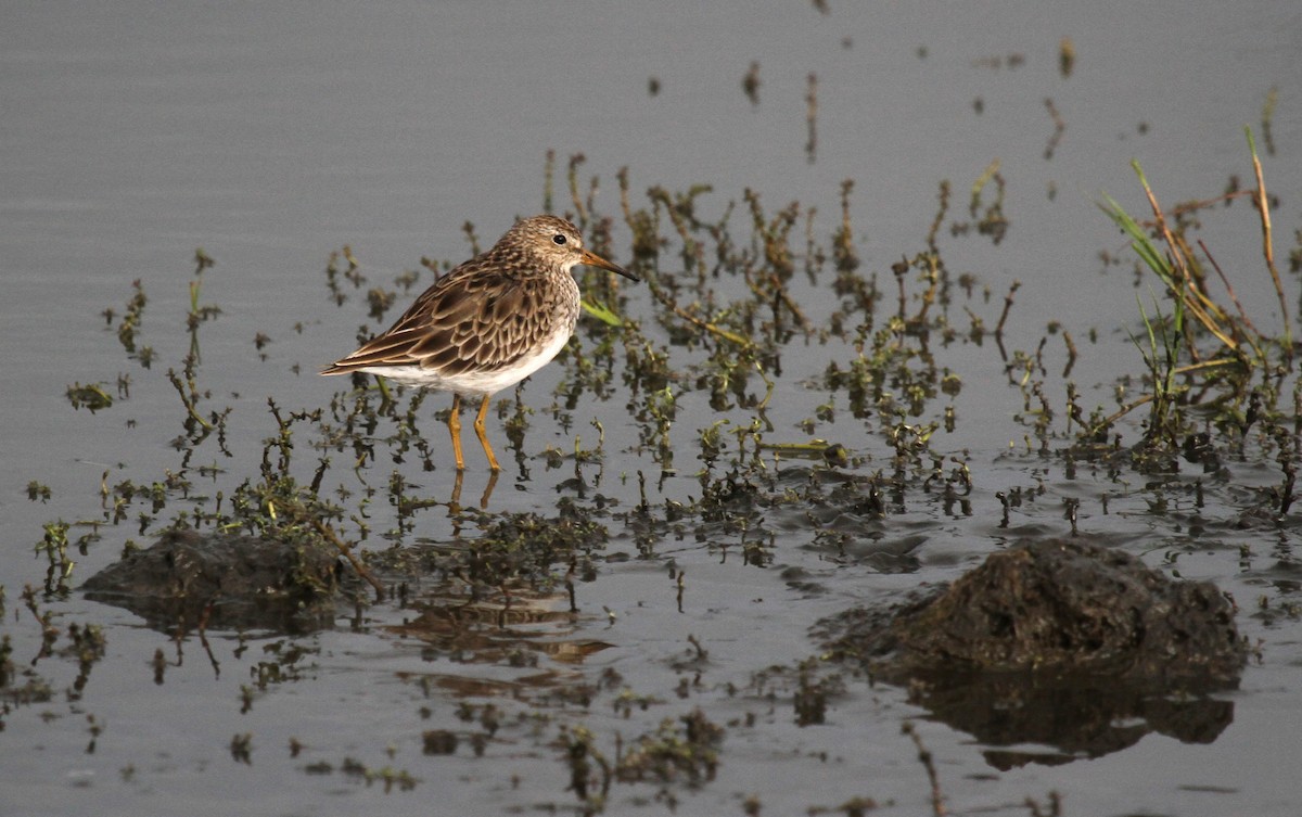 Дутыш - ML646726307