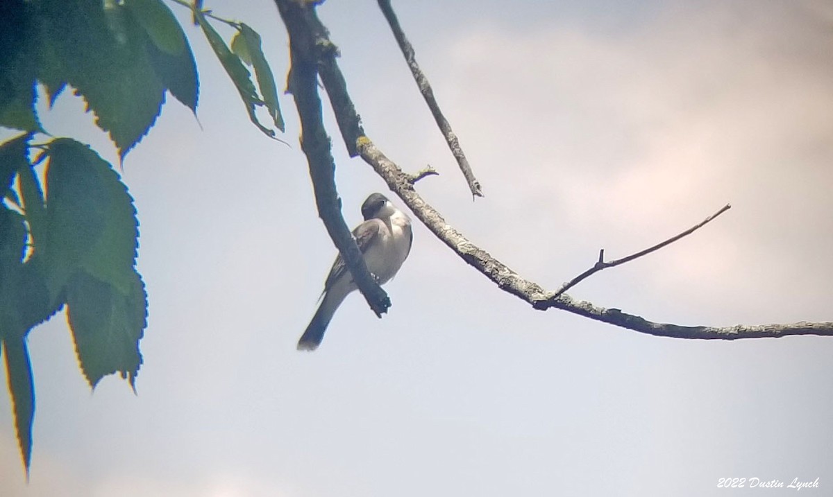 Tirano Oriental - ML646726309