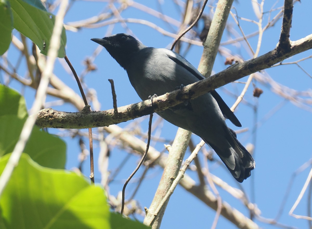 Светлокрылый цикадник - ML646726310