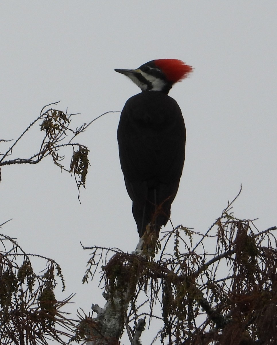 Pileated Woodpecker - ML646726311