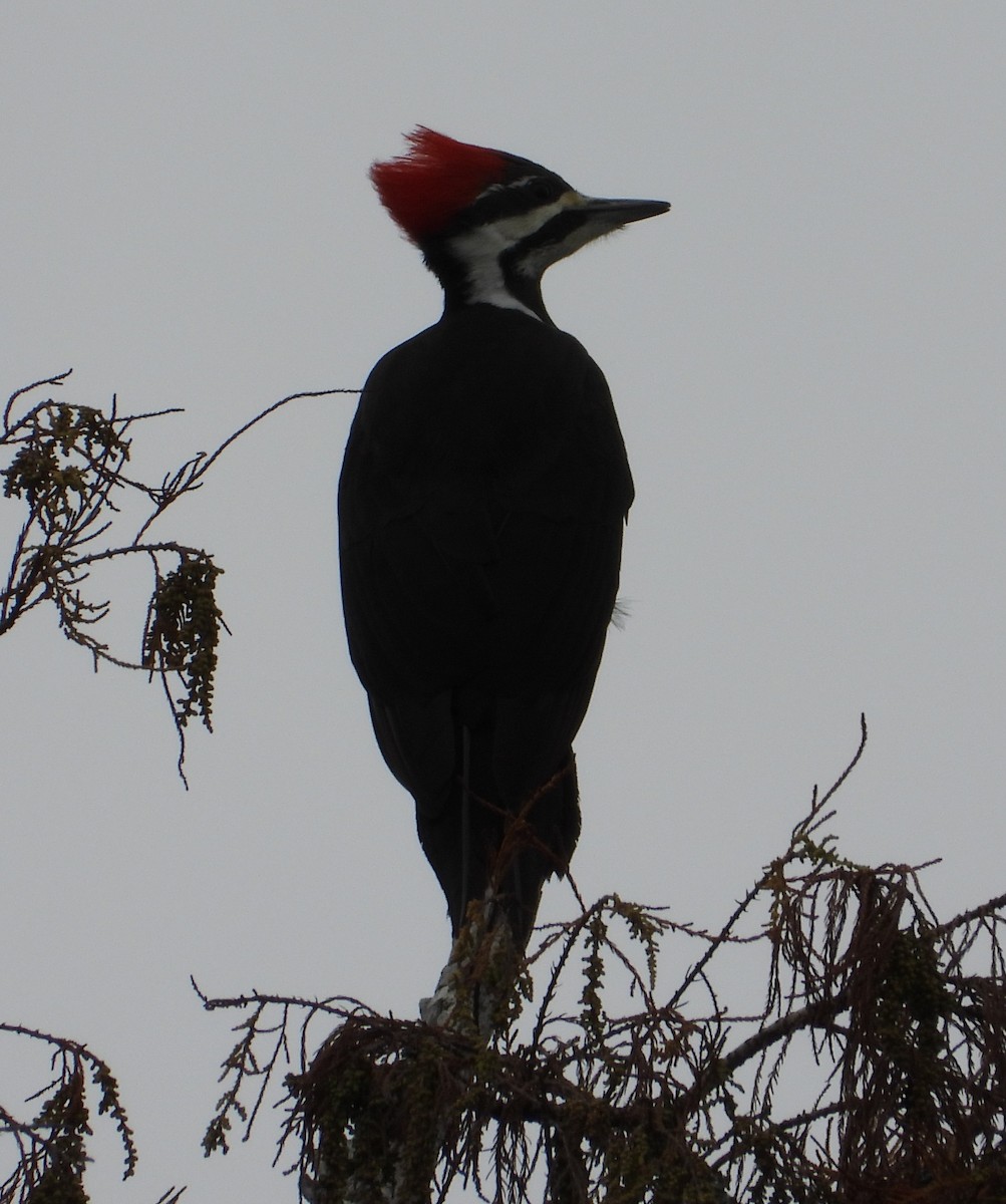 Pileated Woodpecker - ML646726312