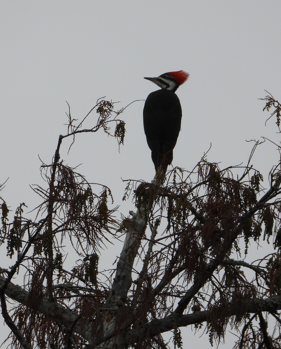 Pileated Woodpecker - ML646726313