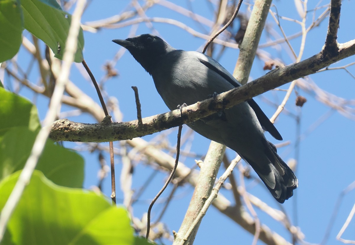 Pale-shouldered Cicadabird - ML646726314