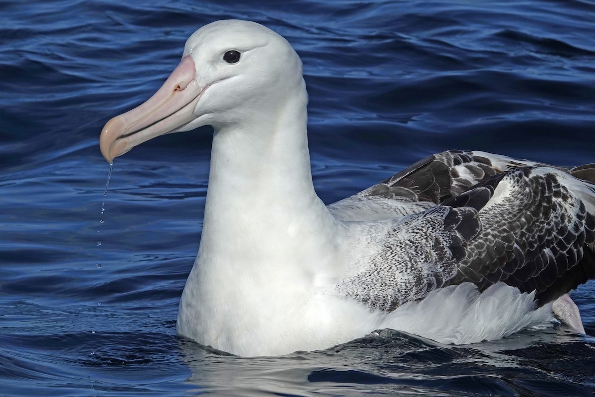 Hegoaldeko albatros handia - ML646726315