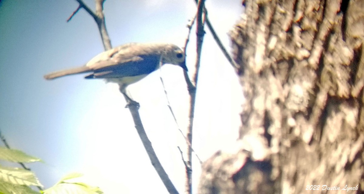 Tufted Titmouse - ML646726316