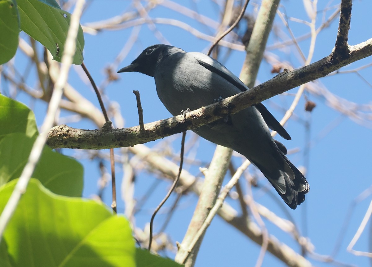 Pale-shouldered Cicadabird - ML646726317