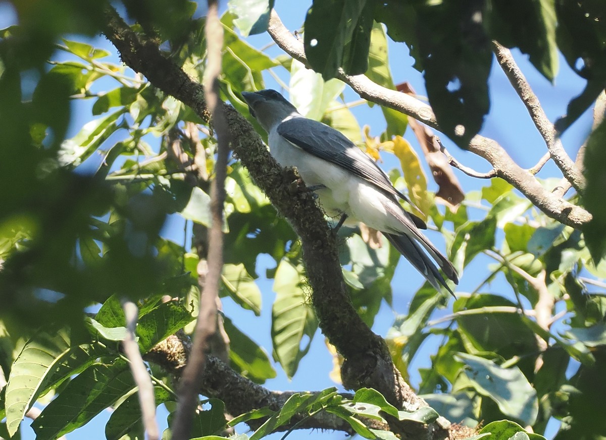 Wallacean Cuckooshrike (Sumba) - ML646726319