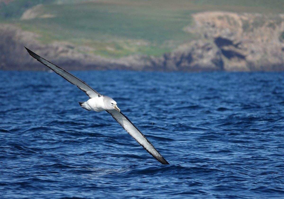 Salvin albatrosa - ML646726320