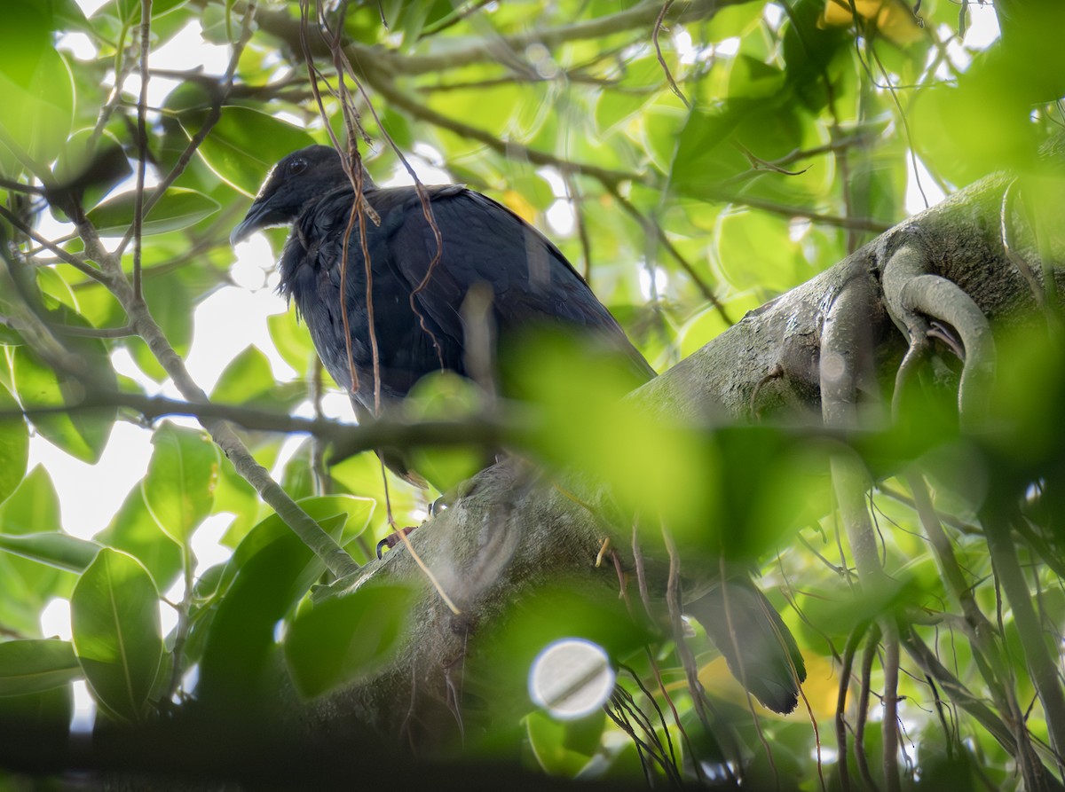 Black Wood-Pigeon - ML646726321