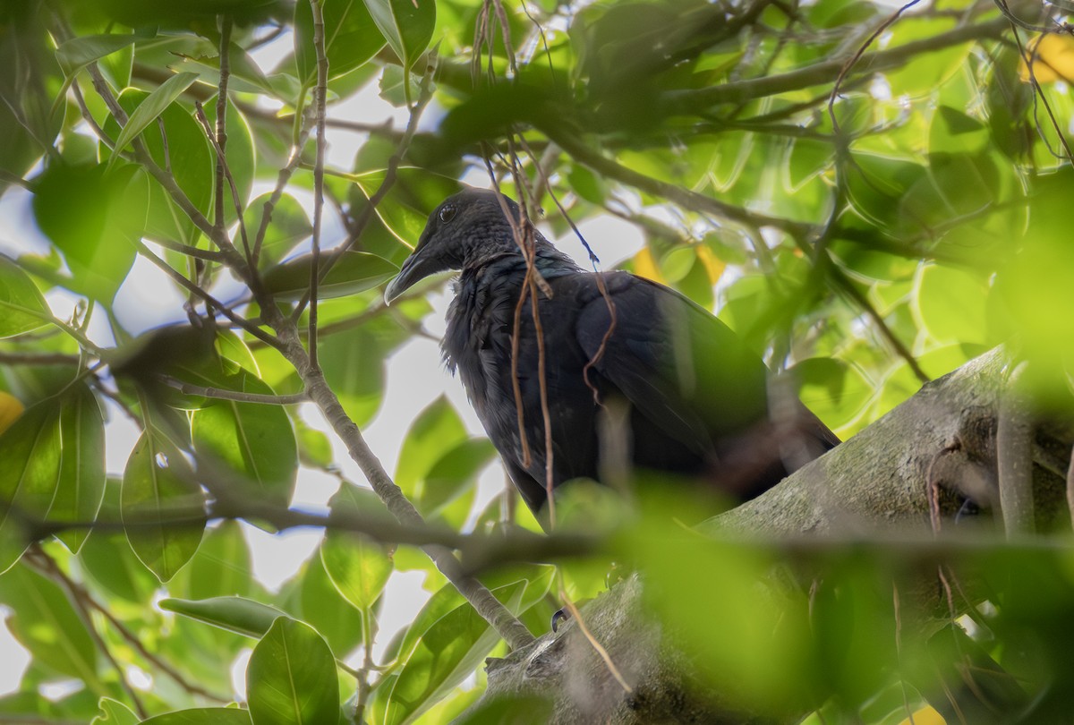 Black Wood-Pigeon - ML646726322