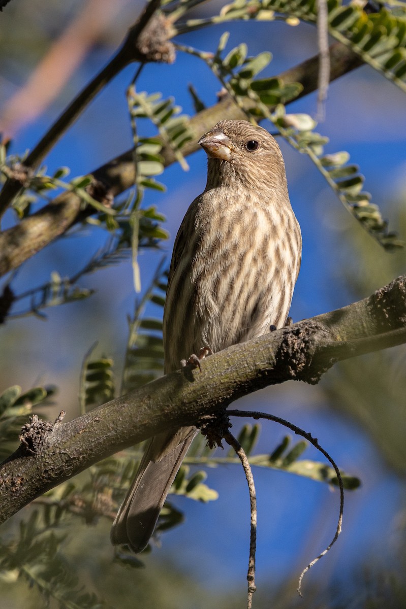 House Finch - ML646726323