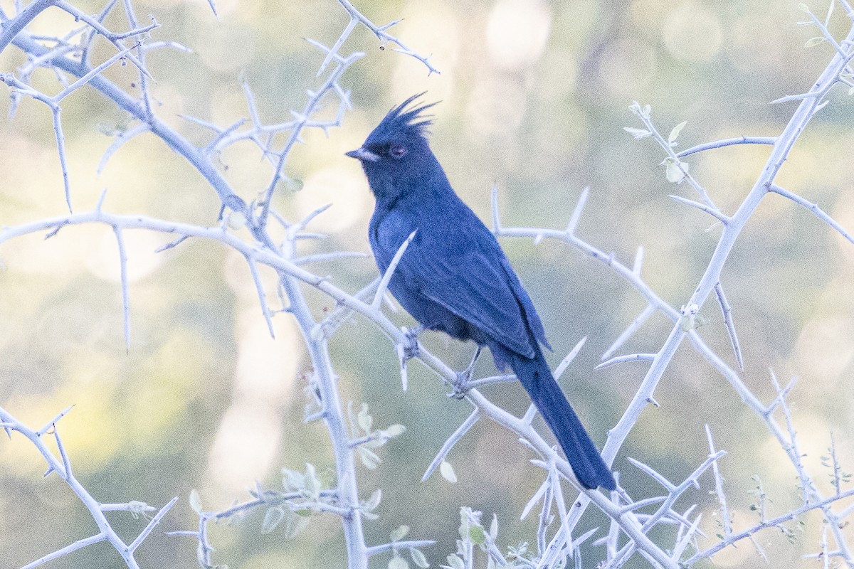 Phainopepla - ML646726324