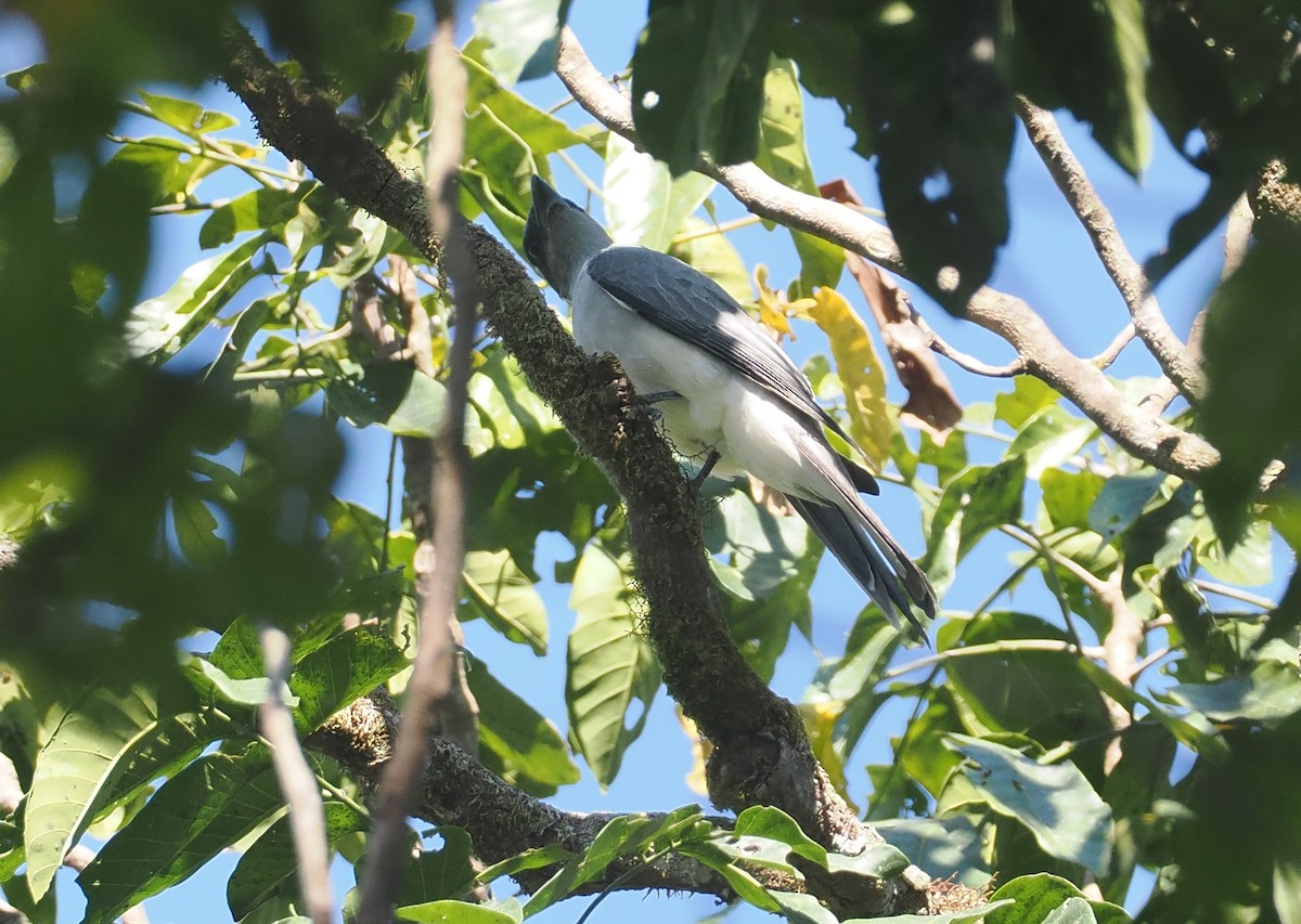 Wallacean Cuckooshrike (Sumba) - ML646726325