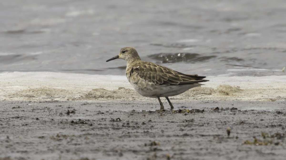 Borrokalaria - ML646726326