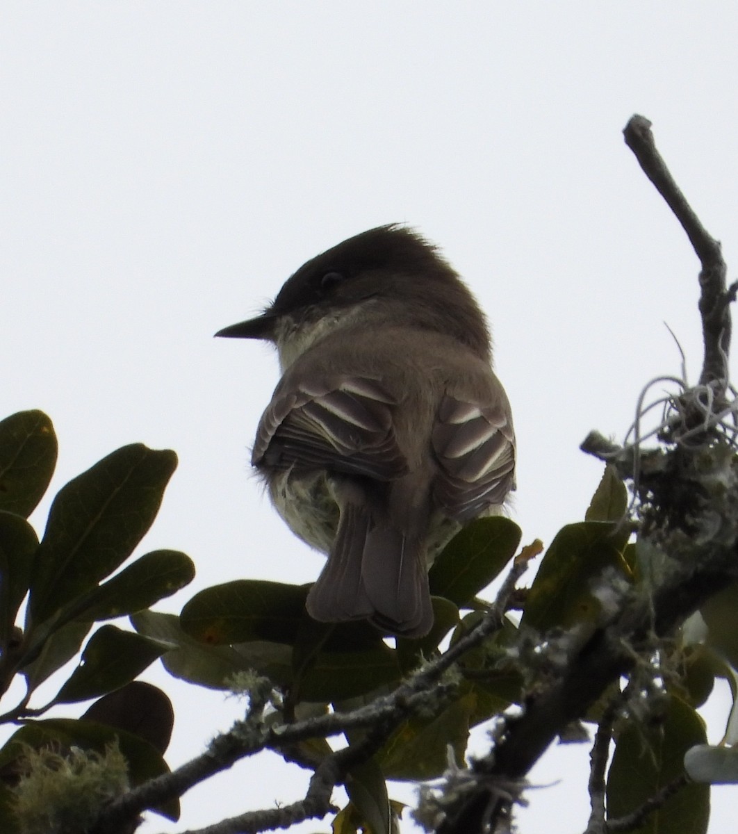 Eastern Phoebe - ML646726328