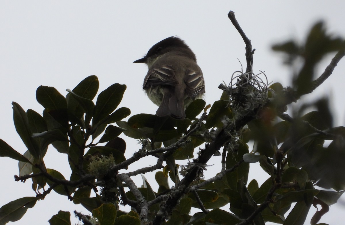 Eastern Phoebe - ML646726329