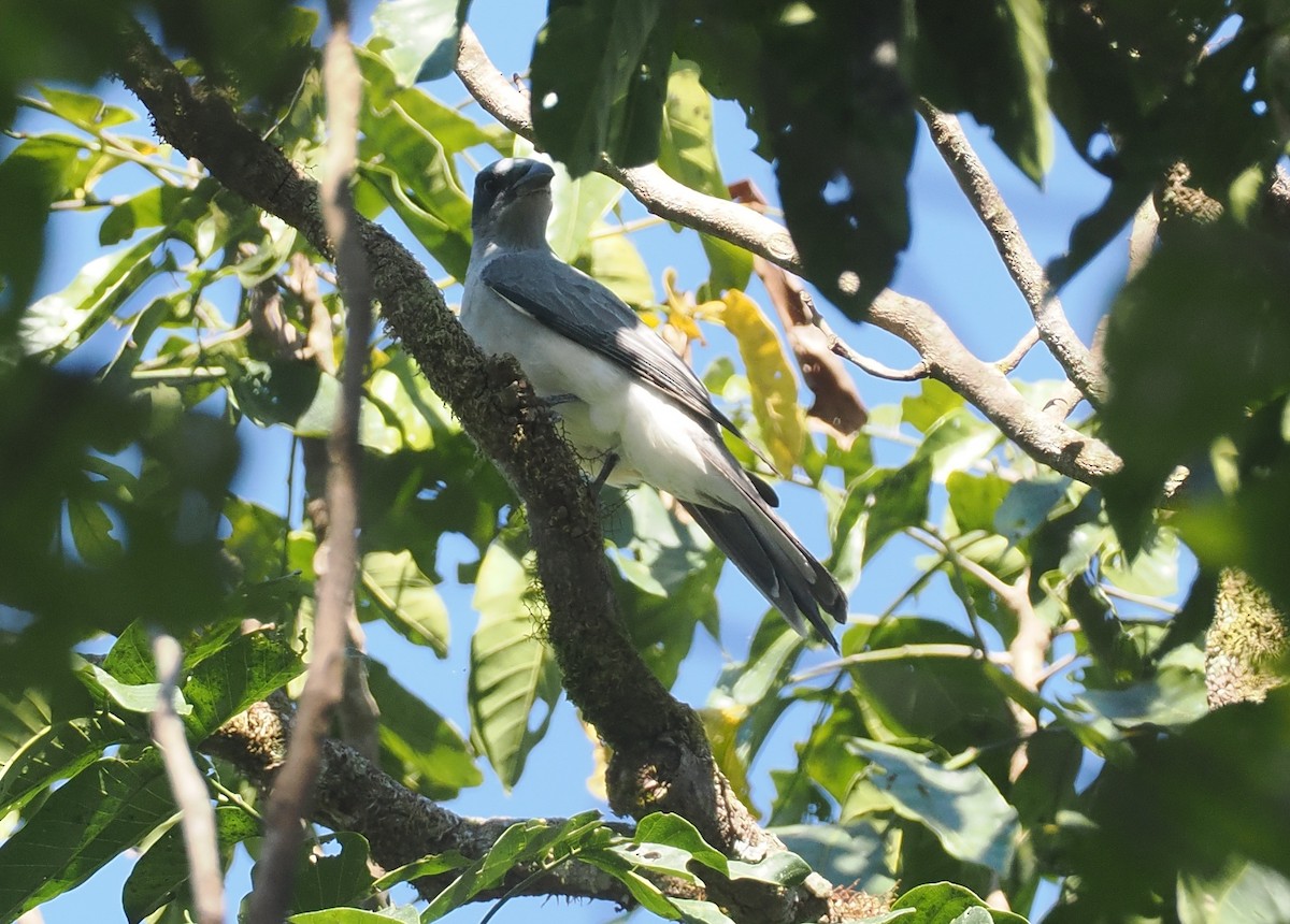 Wallacean Cuckooshrike (Sumba) - ML646726330