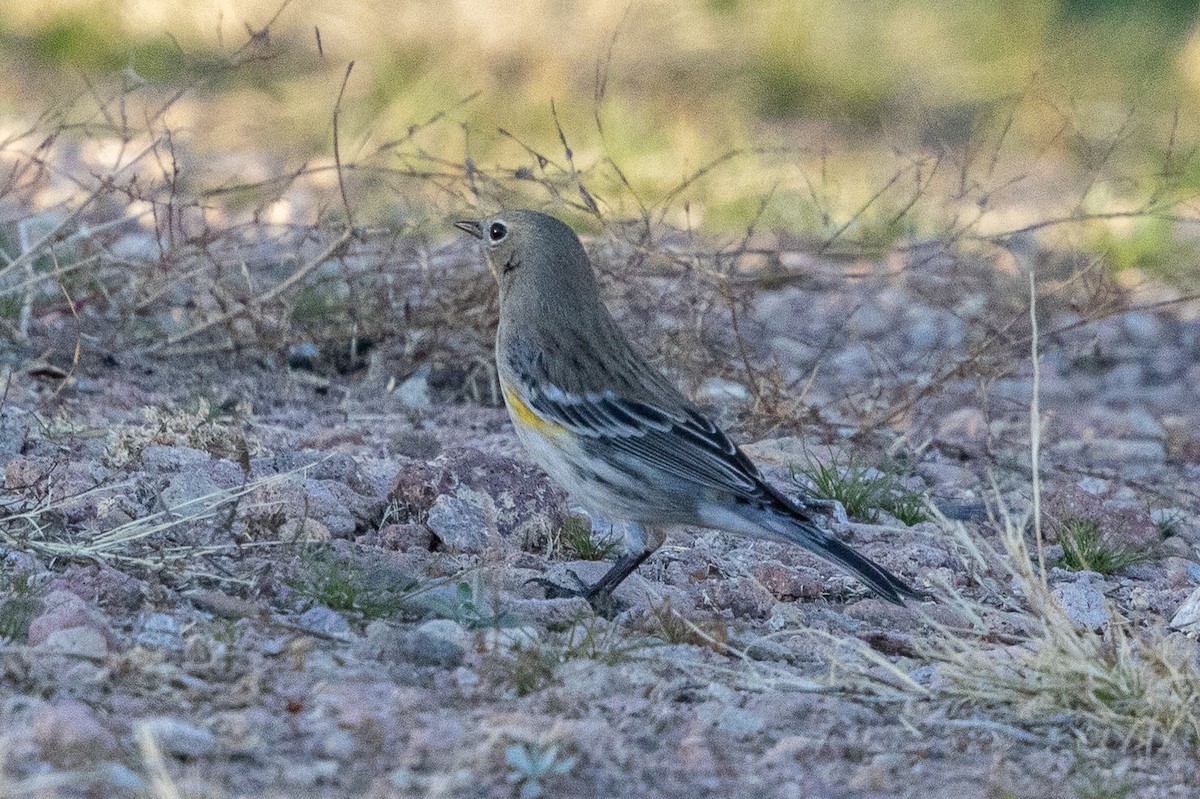 Yellow-rumped Warbler - ML646726331