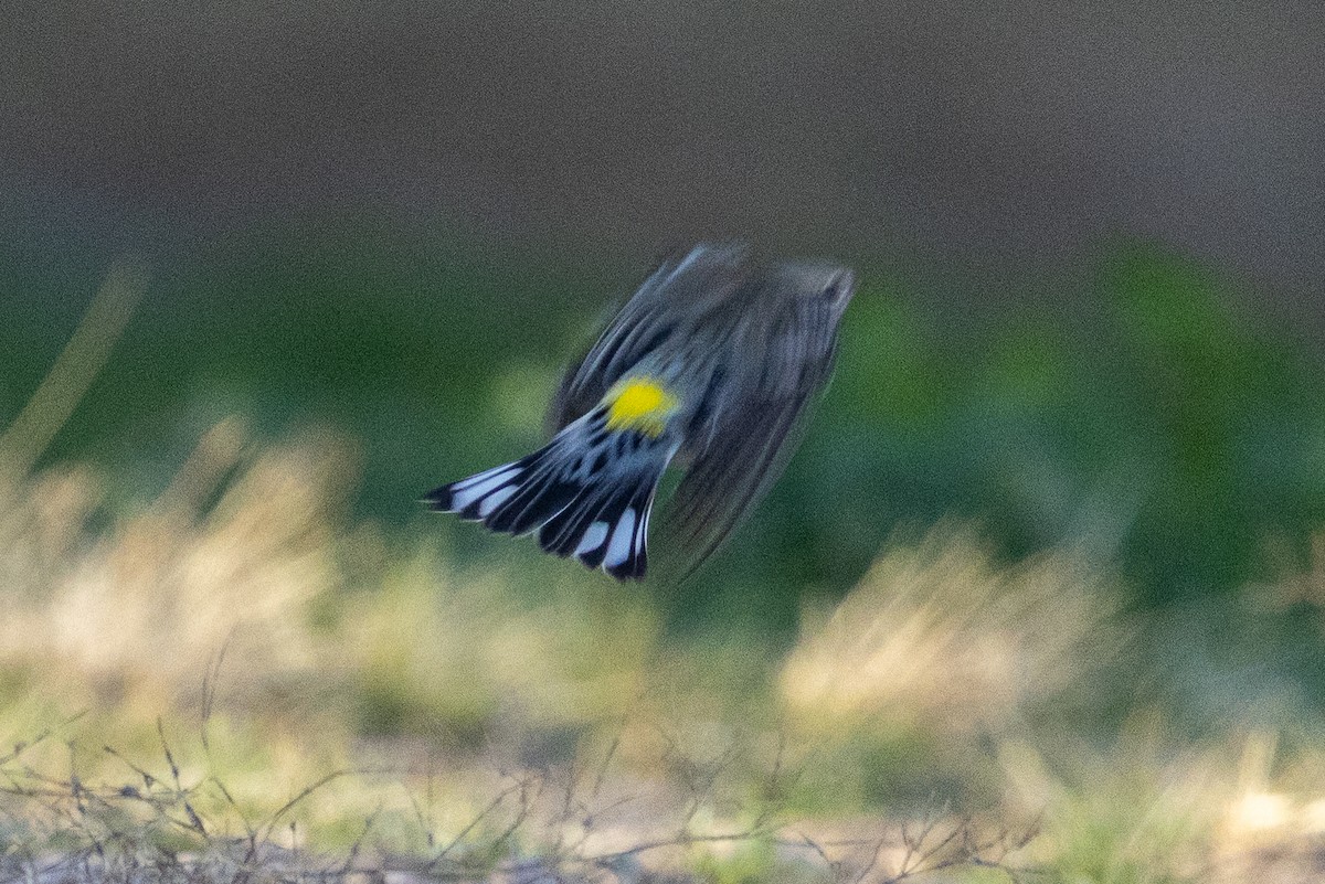 Yellow-rumped Warbler - ML646726332