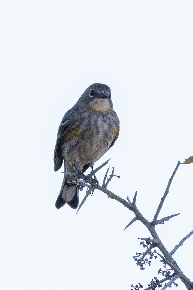 Yellow-rumped Warbler - ML646726333