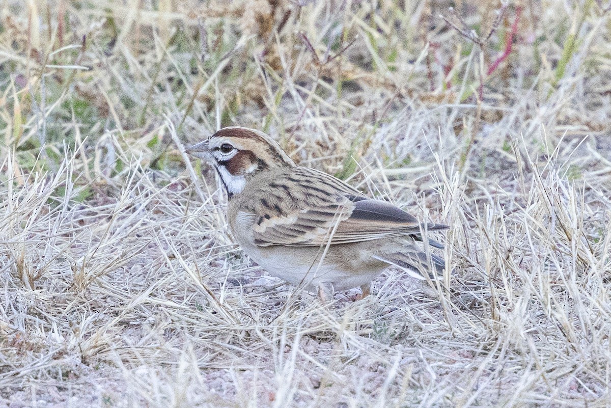 Lark Sparrow - ML646726335