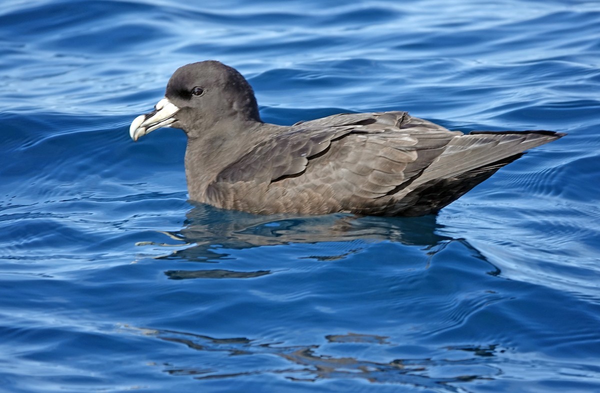 Petrel kokots-zuria - ML646726336