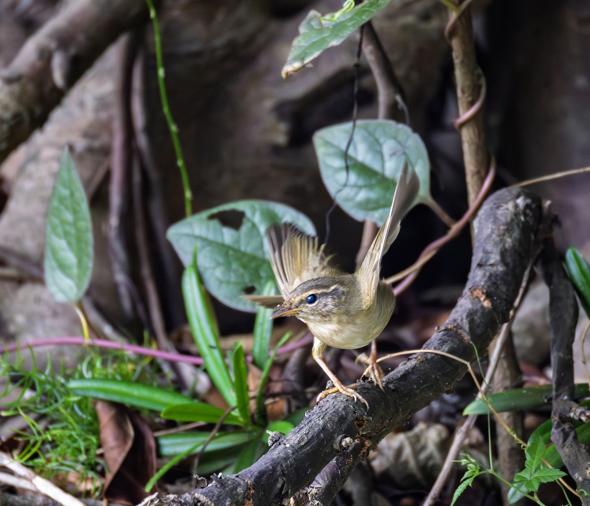 Txio mokolodia - ML646726337