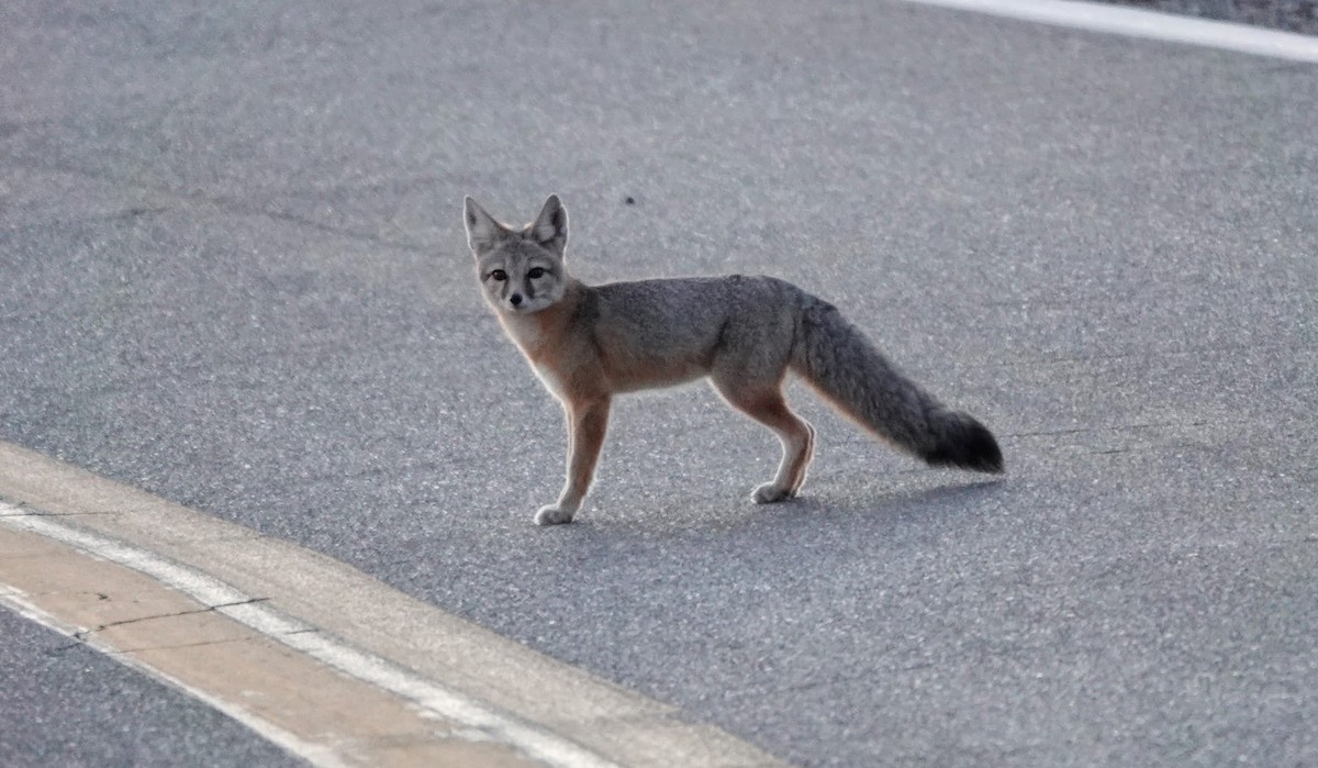 Kitfuchs - ML646726338