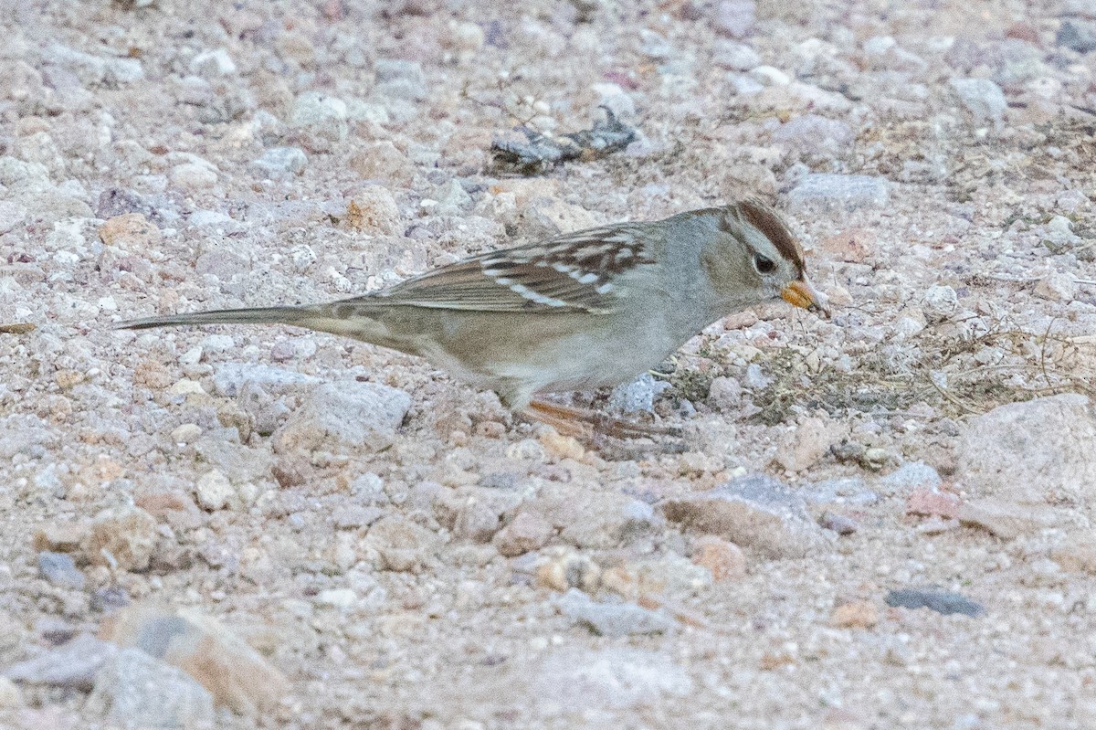 White-crowned Sparrow - ML646726339