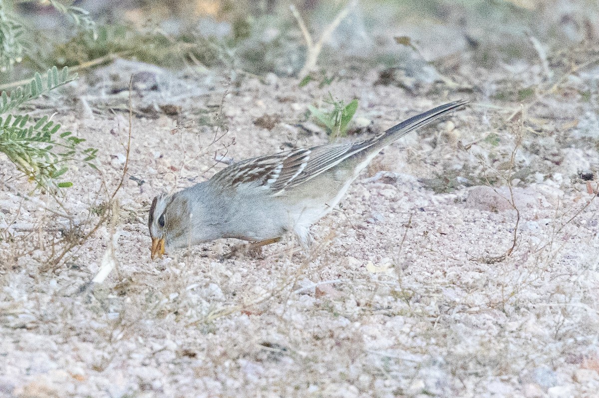 White-crowned Sparrow - ML646726340
