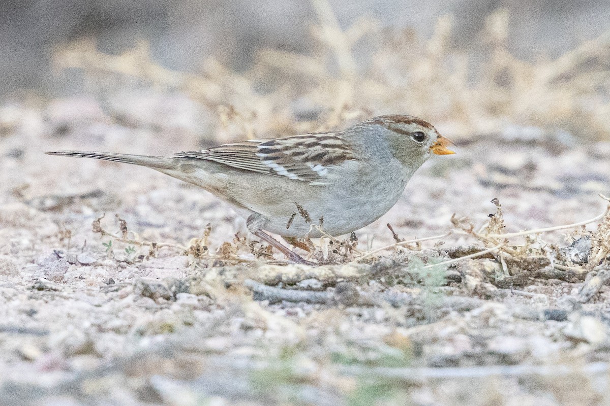 White-crowned Sparrow - ML646726341