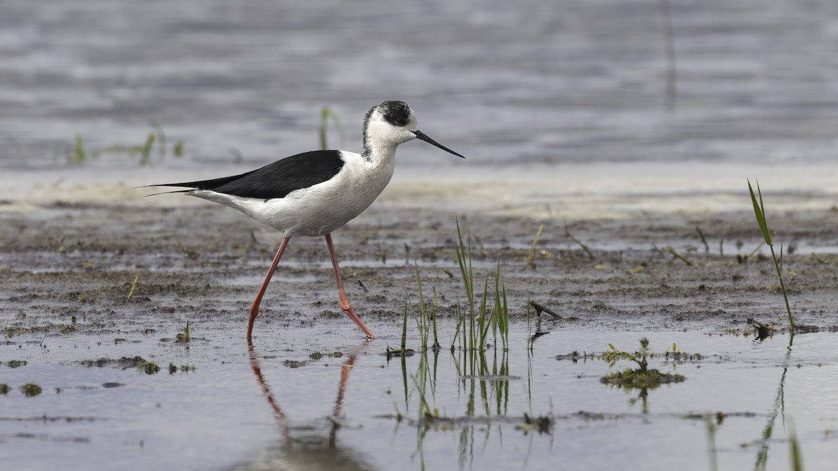 Zankaluze eurasiarra - ML646726342