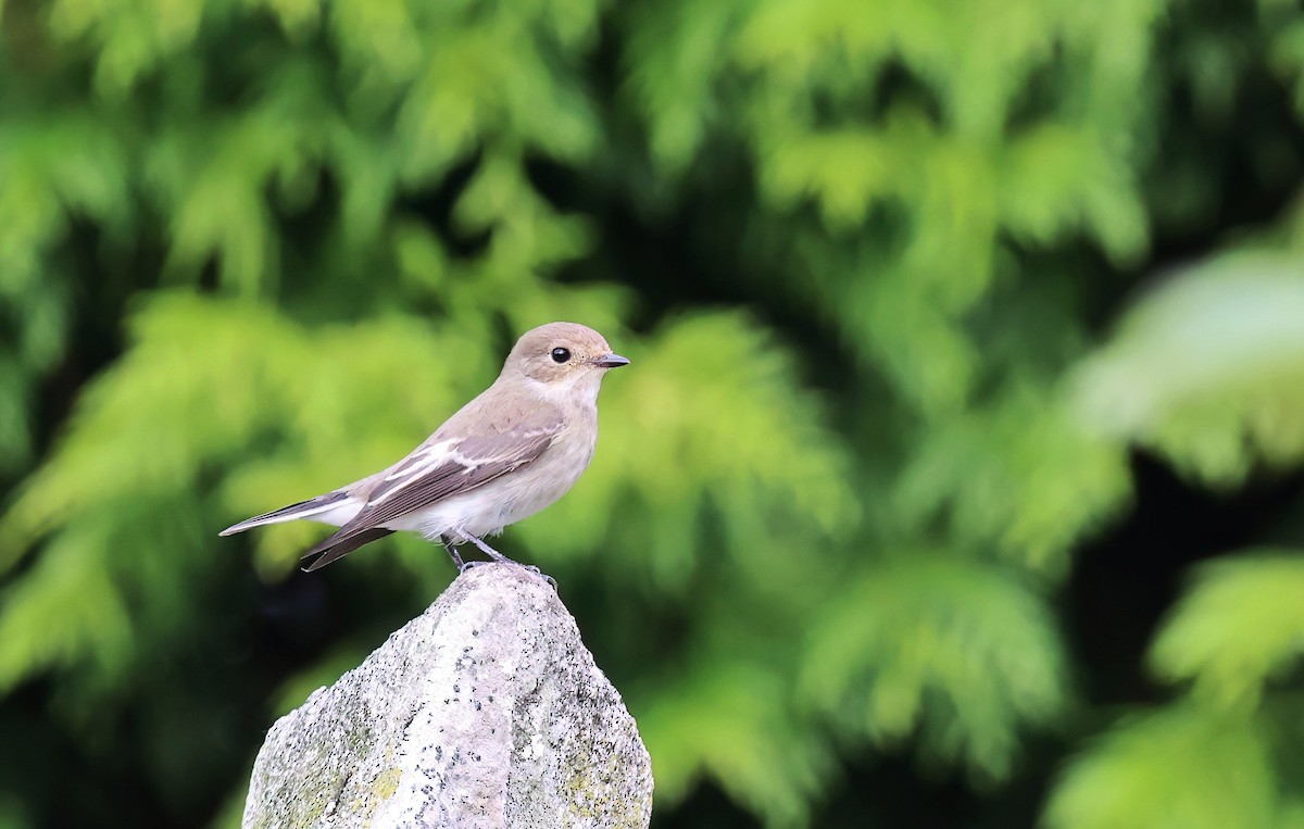 Алаг намнаа - ML646726344