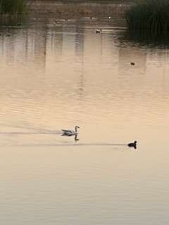 Elur-antzara - ML646726345