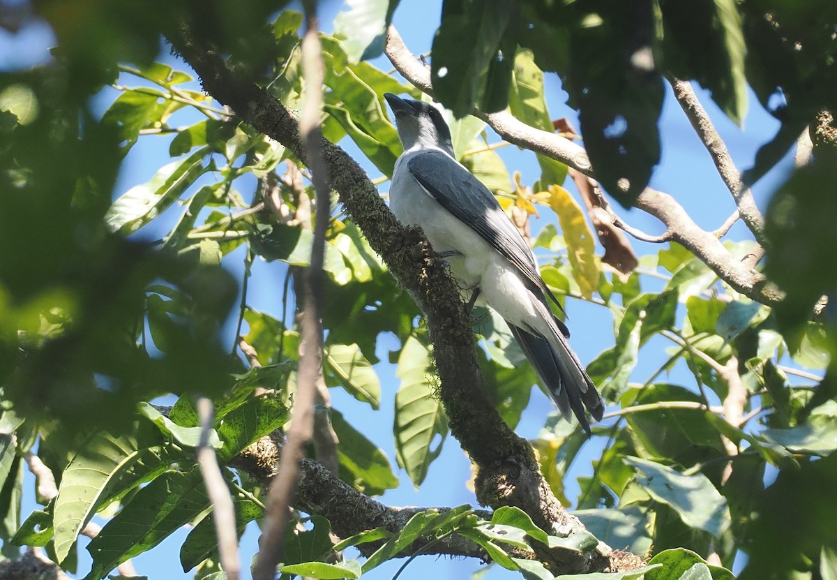 Wallacean Cuckooshrike (Sumba) - ML646726346