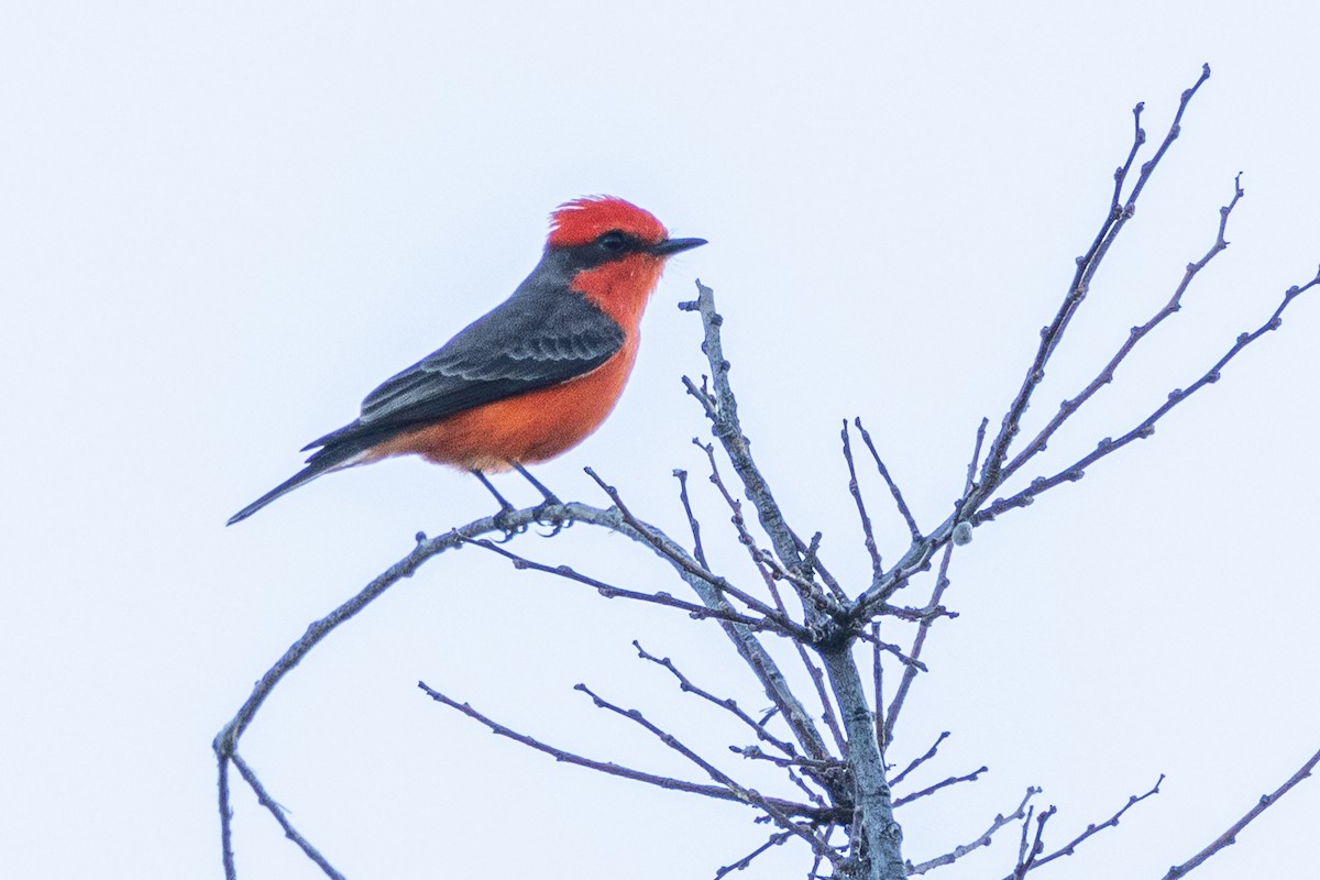 Vermilion Flycatcher - ML646726347