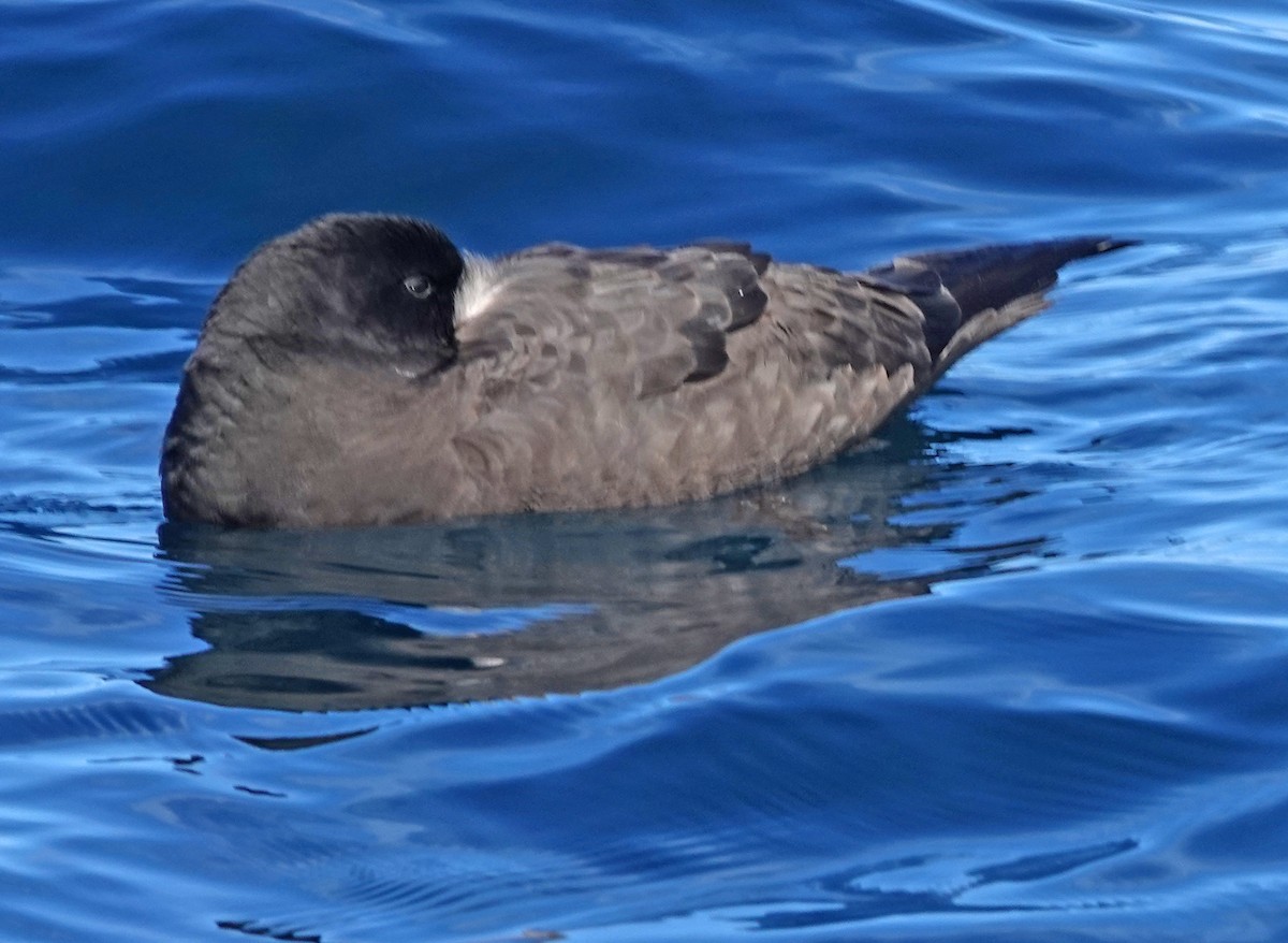 Petrel kokots-zuria - ML646726348