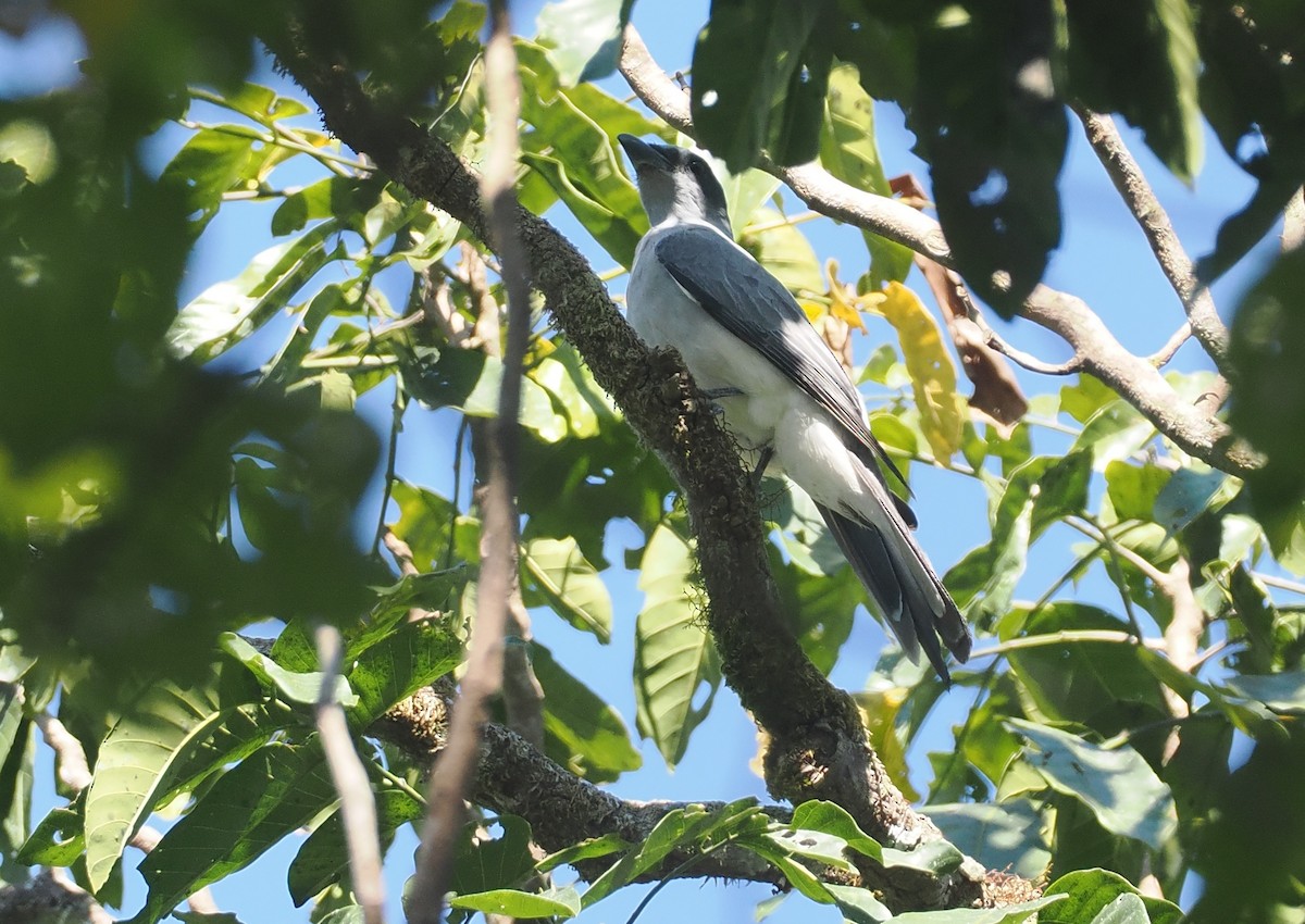 Wallacean Cuckooshrike (Sumba) - ML646726350