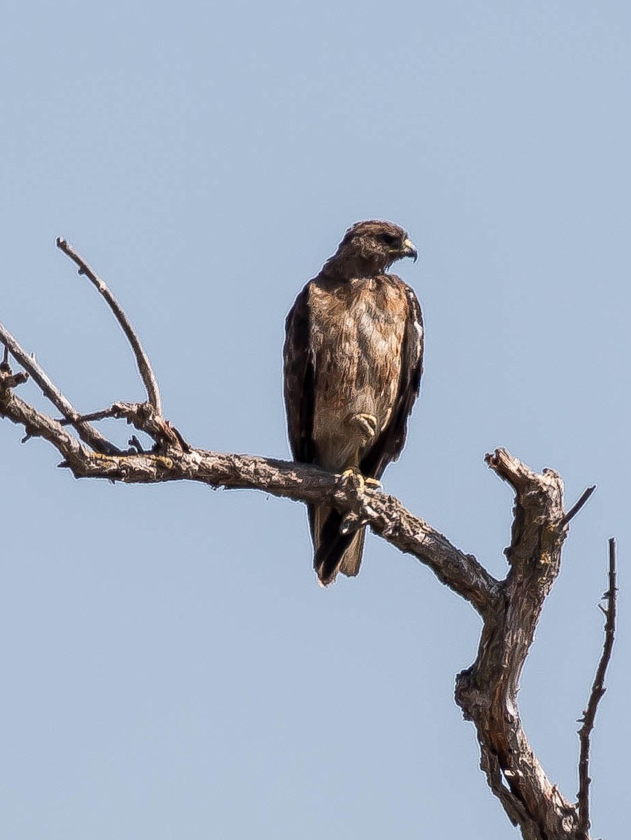 Zapelatz buztangorria - ML646726351