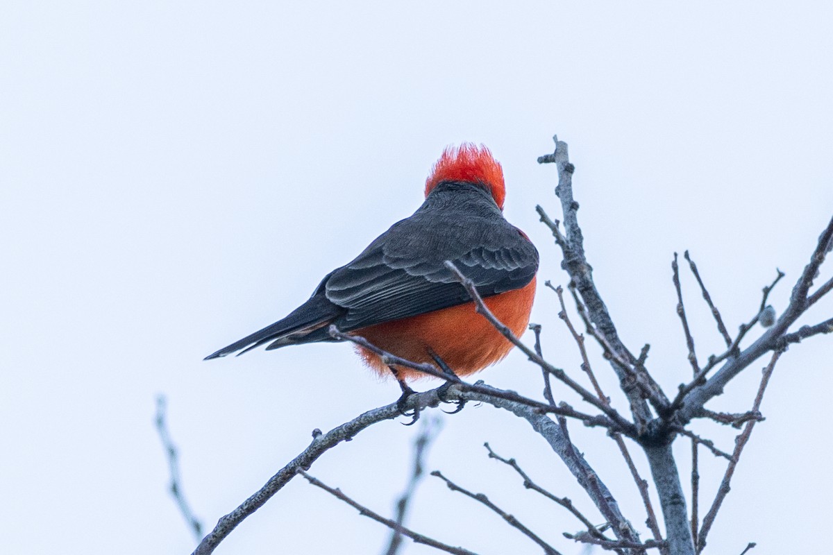 Vermilion Flycatcher - ML646726352