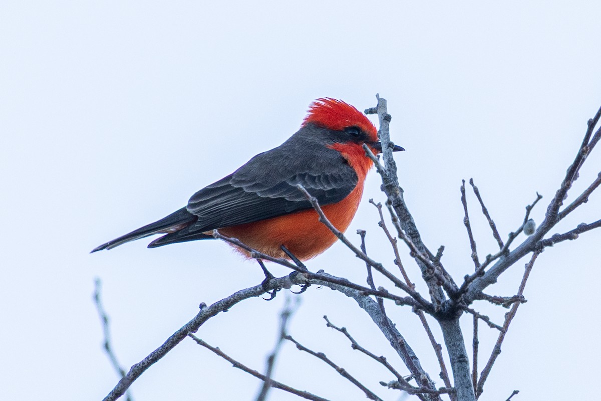 Vermilion Flycatcher - ML646726353